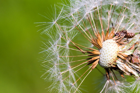 Detail of part dandelion's head full of white ripe seeds. Selective focus, smooth green background. Macro shot at the end of summer.の写真素材