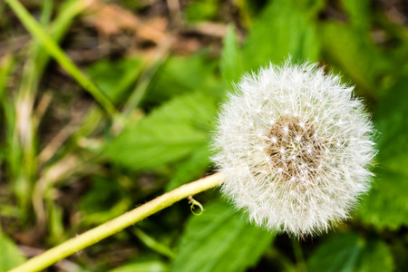 Detail of dandelion's head full of white ripe seeds. Selective focus, smooth green background. Macro shot at the end of summer.の写真素材