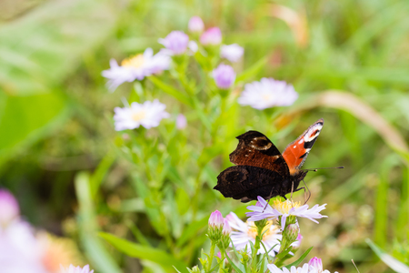 The peacock butterfly sitting on a flower (Aster amellus) and feeding on nectar. Also known as Aglais io, the European peacock. Close-up with selective focus, shallow depth of field.の写真素材