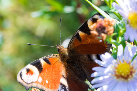 The peacock butterfly sitting on a flower (Aster amellus) and feeding on nectar. Also known as Aglais io, the European peacock. Close-up with selective focus, shallow depth of field.の写真素材