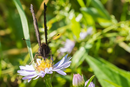 The peacock butterfly sitting on a flower (Aster amellus) and feeding on nectar. Also known as Aglais io, the European peacock. Close-up with selective focus, shallow depth of field.の写真素材