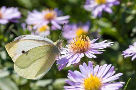The cabbage butterfly sitting on a flower (Aster amellus) and feeding on nectar. Also known as large white or Pieris brassicae. Close-up with selective focus, shallow depth of field.の写真素材
