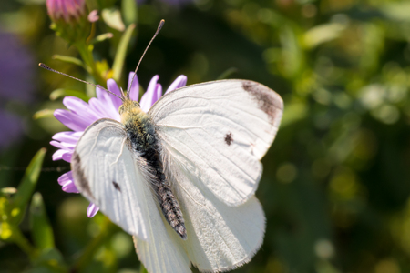 The cabbage butterfly sitting on a flower (Aster amellus) and feeding on nectar. Also known as large white or Pieris brassicae. Close-up with selective focus, shallow depth of field.の写真素材
