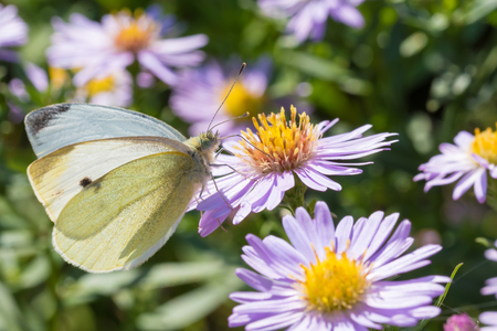 The cabbage butterfly sitting on a flower (Aster amellus) and feeding on nectar. Also known as large white or Pieris brassicae. Close-up with selective focus, shallow depth of field.の写真素材