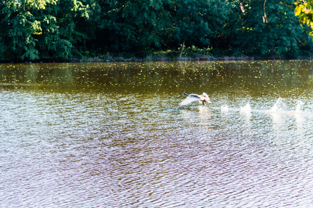 Wild swan is flying closely above the water surface of a pond. Nice action shot of a bird in the air.の写真素材