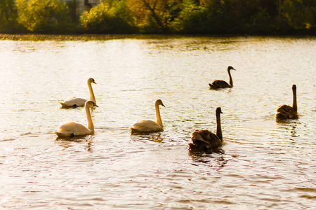A group of a wild swans swimming together away from camera. Golden sunlight on water surface, golden hour.の写真素材