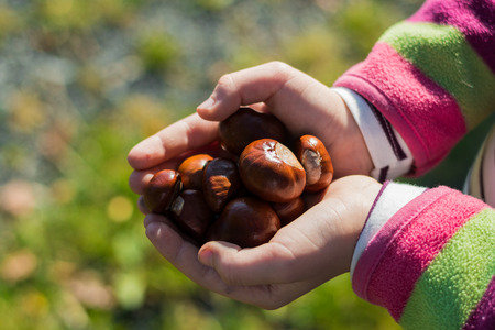 Girl is holding some ripe chestnuts in her hands after autumn harvest. Shallow depth of field, selective focus with nice bokeh.の写真素材