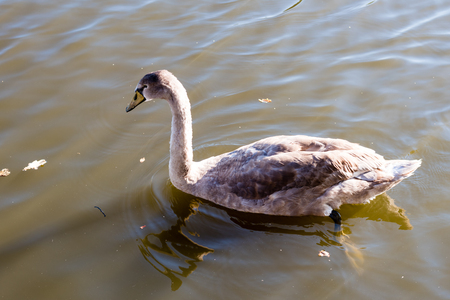Beautiful wild young swan swimming on a lake. Brown feathers, waves on water surface.の写真素材