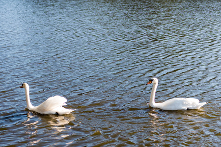Beautiful wild swans swimming on a lake. Pure white feathers, waves on water surface.の写真素材