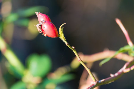 Detail of wild red rosehip brier on autumn. Selective focus, close-up shot.
