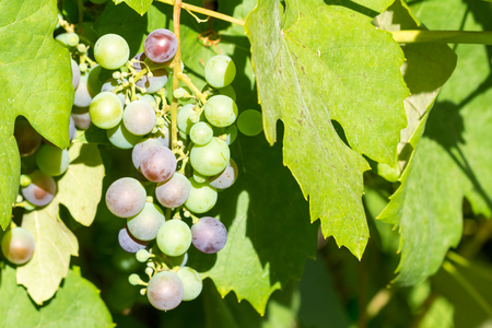 Bunch of unripe red wine growing in the garden. Close up shot.の写真素材