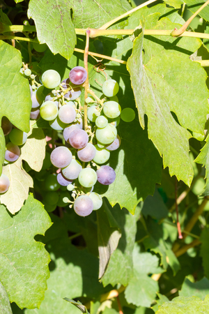 Bunch of unripe red wine growing in the garden. Close up shot.の写真素材