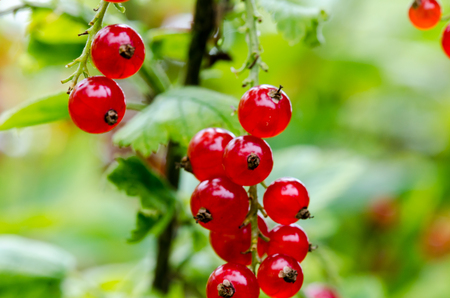 Fresh ripe redcurrant bush in the garden. Growing, ready to harvest. Close up shot.の写真素材