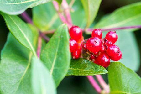 Unripe blackberries growing in the garden. Close up shot with selective focus.
