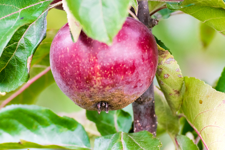 Fresh ripe red apple growing on a apple tree. Natural lighting with selective focus.の写真素材