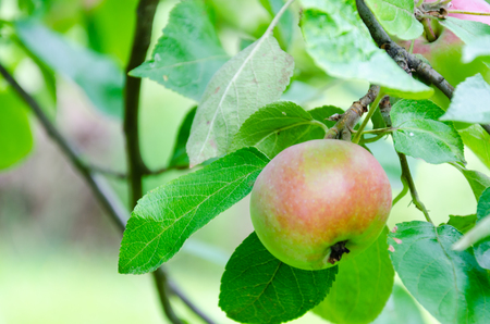 Fresh ripe red apple growing on a apple tree. Natural lighting with selective focus.の写真素材