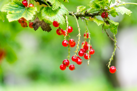 Fresh ripe redcurrant bush in the garden. Growing, ready to harvest. Close up shot.の写真素材