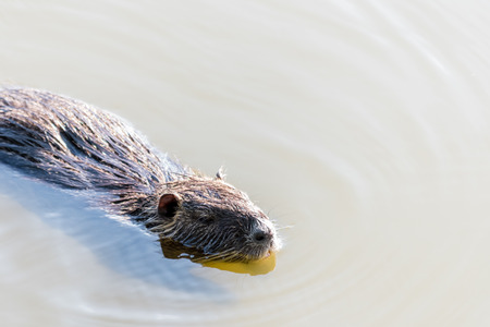 Nice big coypu swimming in a pond in a water. Wildlife animal in the autumn.の写真素材