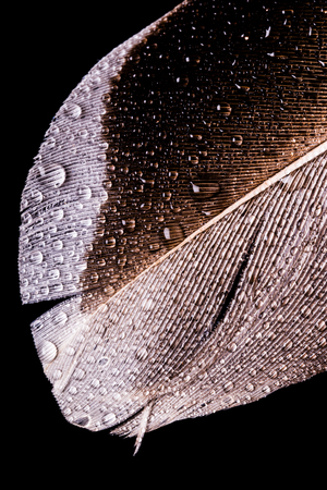 Macro photography of a feather with small water drops. Black background. Close-up, abstract photo.の写真素材