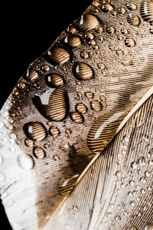 Macro photography of a feather with small water drops. Black background. Close-up, abstract photo.の写真素材