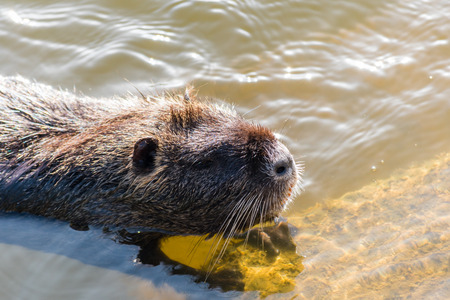 Nice big coypu in a pond in a water. Wildlife animal in the autumn.の写真素材