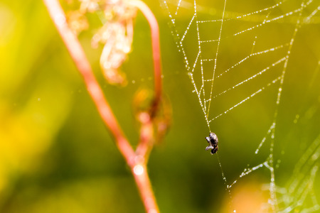 Dead small bug caught in spider web. Macro photography, close-up shot with shallow depth of field.の写真素材