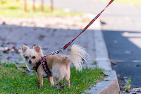 Small cute chihuahua on a walk on a lead. Dog look to the camera.の写真素材