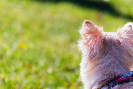 Small cute chihuahua on a walk on a lead. The view from behind.の写真素材
