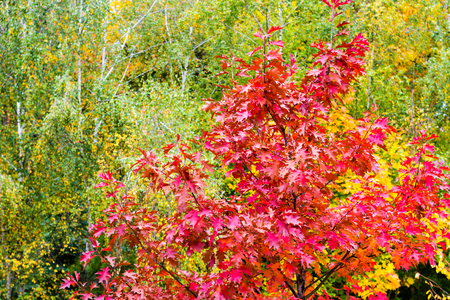 Red, green and yellow autumn leaves growing on a tree.の写真素材