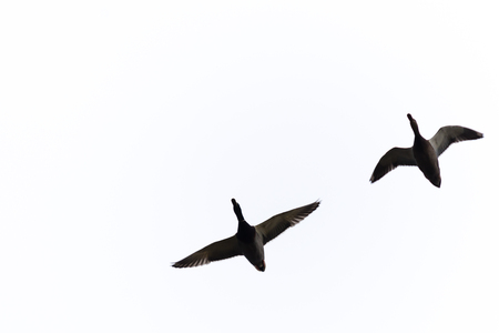 Ducks flying in the air, the view from bottom to the top. Isolated.の写真素材
