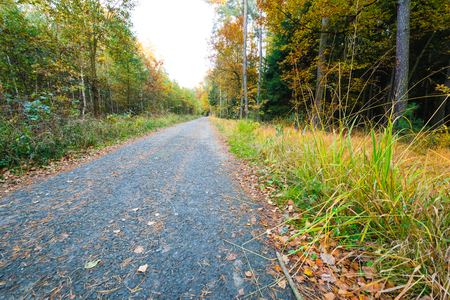 Road in a forest between a trees. Wide angle shot.の写真素材