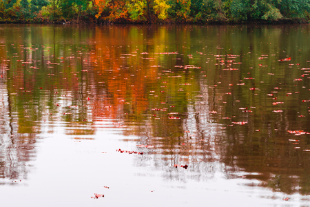 Red and brown autumn leaves in a water in a pond. Nice colors on the shoreline, nice reflection on a water surface.の写真素材
