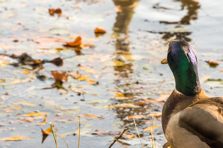 Beautiful duck (male) sitting on shoreline of a pond. Water surface on background.の写真素材