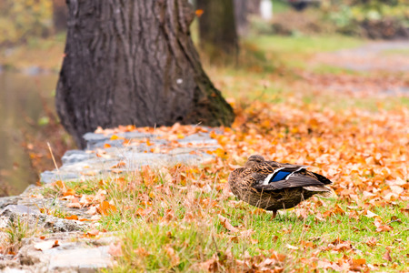 Duck (female) sitting on shoreline of a pond and looking to the water.の写真素材