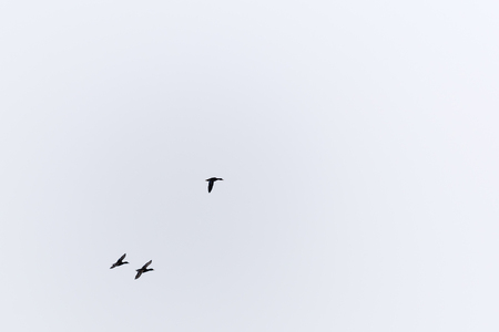 Three ducks flying in the air  in the flock. Isolated.の写真素材