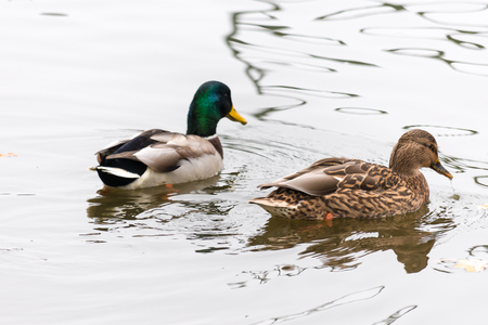 Pair of ducks swimming on a water. High key photography.の写真素材