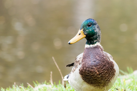 Beautiful duck (male) sitting on shoreline of a pond. Water surface on background.の写真素材