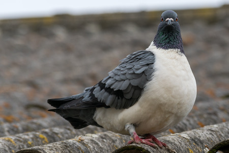 Detail portrait of a pigeon (Columba livia f. domestica) standing on a roof. Grey white colored bird.の写真素材