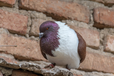 Detail portrait of a pigeon (Columba livia f. domestica). Brick wall on a background. Brown white colored bird.の写真素材