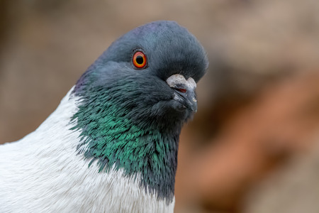 Detail portrait of a pigeon (Columba livia f. domestica). Brick wall on a background. Grey white colored bird. Blurred background, many details.の写真素材