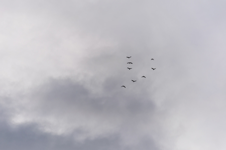 Flying birds on the sky. Black silhouettes and shapes against the bright sky. Migration of birds on the fall.の写真素材
