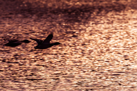 Two mallard ducks flying above lake at the sunset. Black ilhouettes of ducks.の写真素材