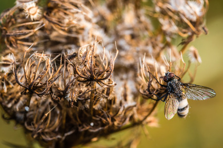Macro of wet fly with water drops on body, sitting on dry plant. Green background.の写真素材