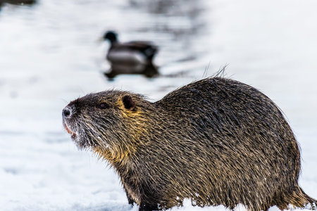 Big curious coypu (nutria) on the snow. Also known as water rat or Myocastor coypus.