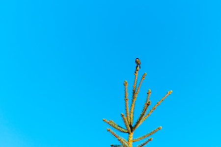 A little bird on the top of the conifer. The blue sky on the background.の写真素材