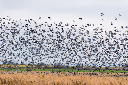 A large flock of birds lands in the field. Many pigeons.の写真素材