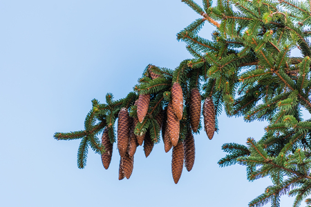 Spruce cones hanging on a branch. Beautiful green coniferous tree, clean blue sky.の写真素材