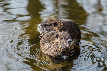 Two curious coypus sitting on a stone in the water and looking around.の写真素材