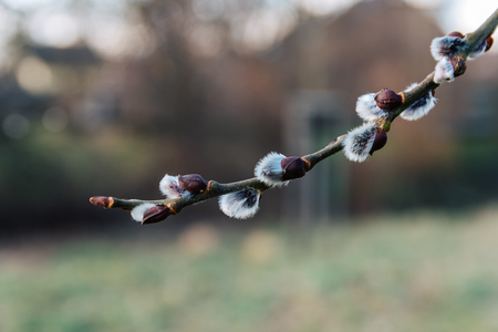 Nice fresh flowering pussy willow branches in early spring. Spring grass on background, blue sky.の写真素材
