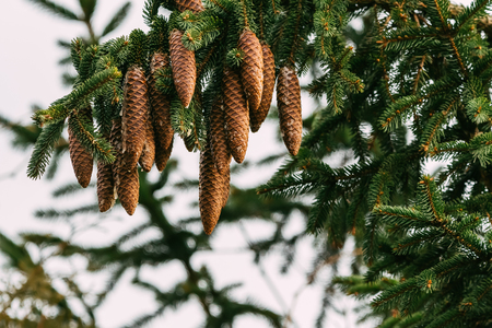 Spruce cones growing on a tree. Detailed photography. Spruce branches and needles in the background.の写真素材